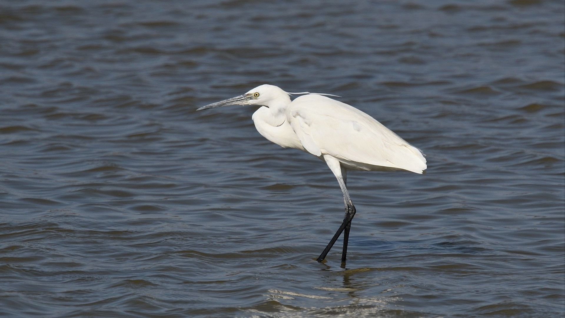 Little Egret